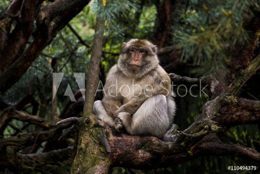 Image de Affe auf Baum